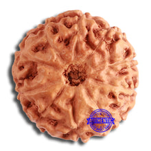 Load image into Gallery viewer, 10 Mukhi Rudraksha from Indonesia - Bead No. 199
