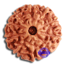 Load image into Gallery viewer, 10 Mukhi Rudraksha from Indonesia - Bead No. 199
