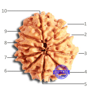 10 Mukhi Nepalese Rudraksha - Bead No 353