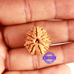 10 Mukhi Nepalese Rudraksha - Bead No 353