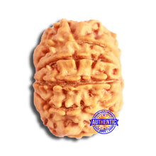 Load image into Gallery viewer, 10 Mukhi Nepalese Rudraksha - Bead No 353
