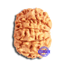 Load image into Gallery viewer, 10 Mukhi Nepalese Rudraksha - Bead No 353
