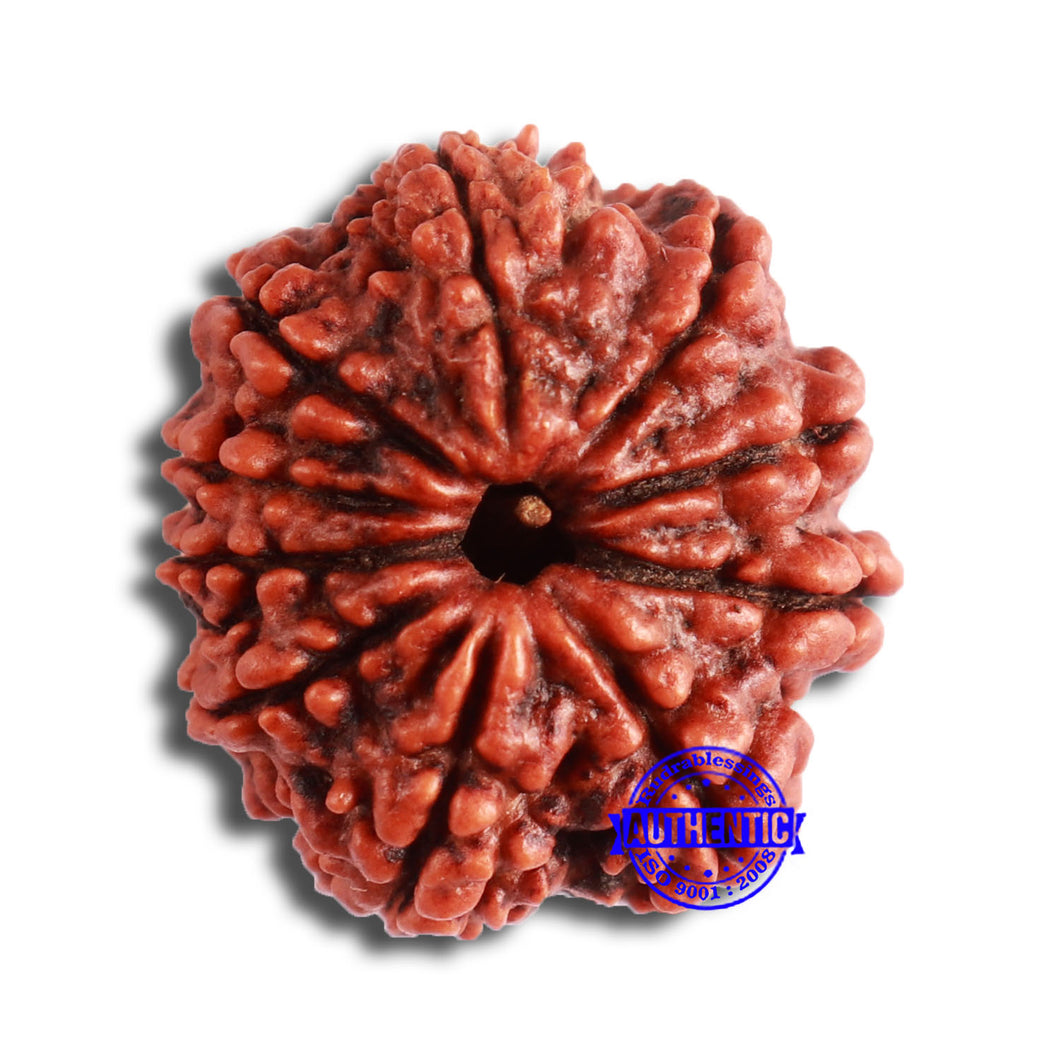 10 Mukhi Nepalese Rudraksha - Bead No 356