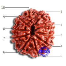 Load image into Gallery viewer, 10 Mukhi Nepalese Rudraksha - Bead No 359
