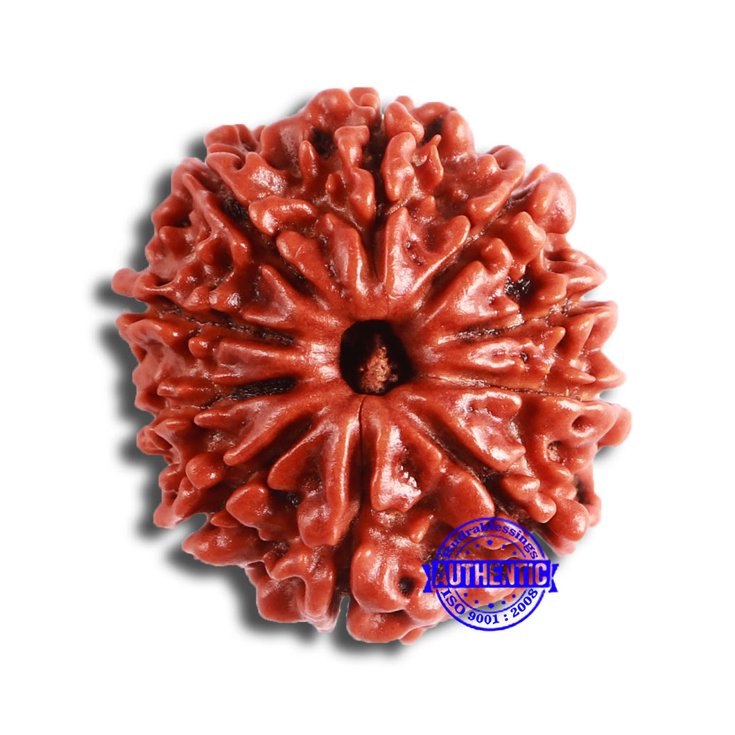 10 Mukhi Nepalese Rudraksha - Bead No 359