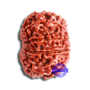 10 Mukhi Nepalese Rudraksha - Bead No 359