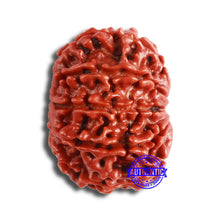 Load image into Gallery viewer, 10 Mukhi Nepalese Rudraksha - Bead No 359
