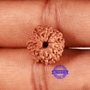 10 Mukhi Rudraksha from Indonesia - Bead No. 91