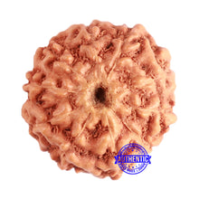 Load image into Gallery viewer, 10 Mukhi Rudraksha from Indonesia - Bead No. 96A
