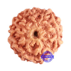 10 Mukhi Rudraksha from Indonesia - Bead No. 96A