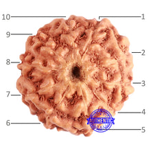 Load image into Gallery viewer, 10 Mukhi Rudraksha from Indonesia - Bead No. 96A
