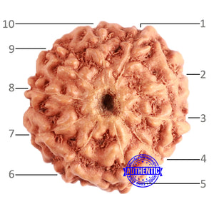 10 Mukhi Rudraksha from Indonesia - Bead No. 96A