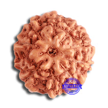 Load image into Gallery viewer, 10 Mukhi Rudraksha from Indonesia - Bead No. 96A
