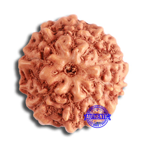 10 Mukhi Rudraksha from Indonesia - Bead No. 96A