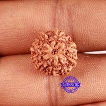 Load image into Gallery viewer, 10 Mukhi Rudraksha from Indonesia - Bead No. 96A
