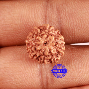 10 Mukhi Rudraksha from Indonesia - Bead No. 96A