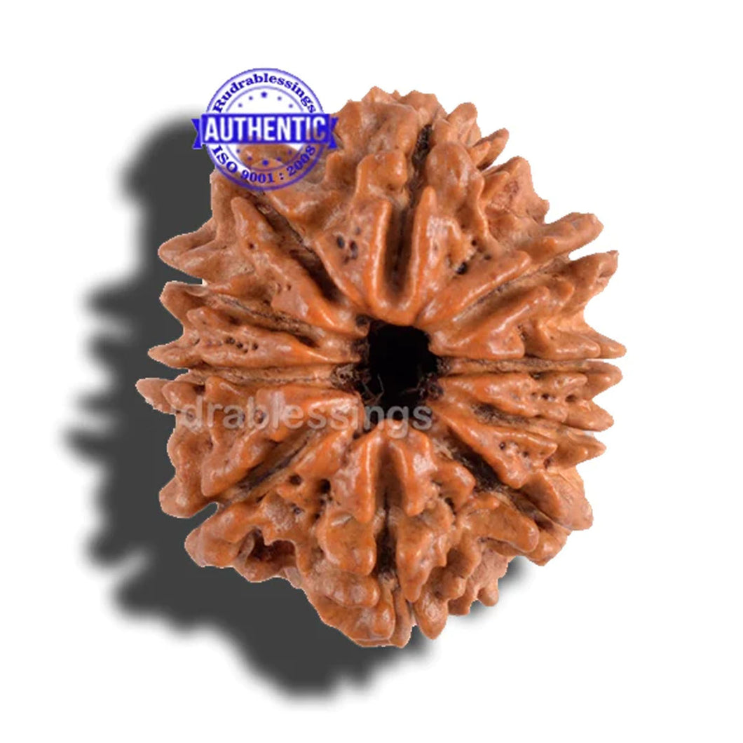 10 Mukhi Nepalese Rudraksha - Bead No. 121