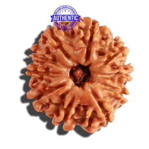 10 Mukhi Nepalese Rudraksha - Bead No. 226