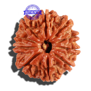 10 Mukhi Nepalese Rudraksha - Bead No. 237