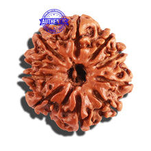 Load image into Gallery viewer, 10 Mukhi Nepalese Rudraksha - Bead No. 257
