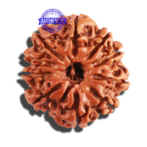 10 Mukhi Nepalese Rudraksha - Bead No. 257