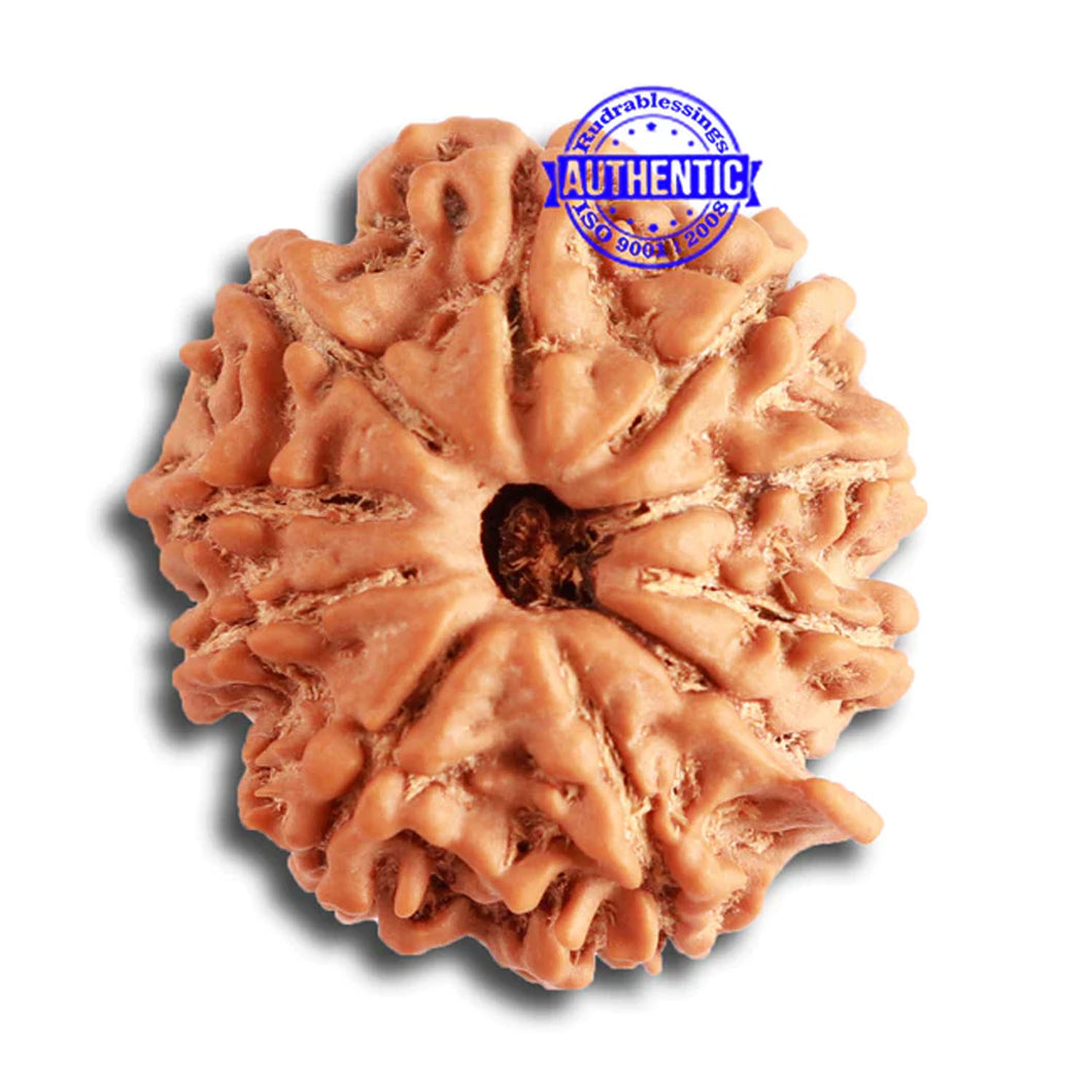 10 Mukhi Nepalese Rudraksha - Bead No 342