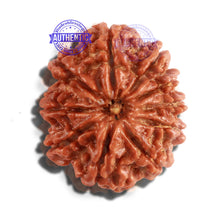 Load image into Gallery viewer, 10 Mukhi Nepalese Rudraksha - Bead No. 260
