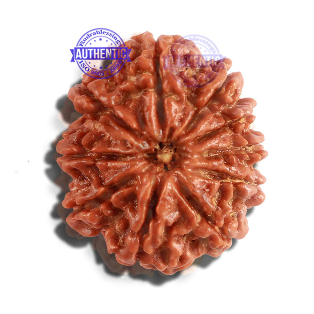 10 Mukhi Nepalese Rudraksha - Bead No. 260