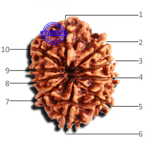 10 Mukhi Nepalese Rudraksha - Bead No 282