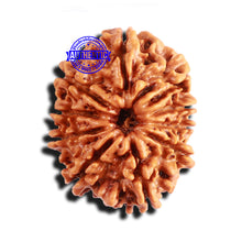 Load image into Gallery viewer, 10 Mukhi Nepalese Rudraksha - Bead No 282
