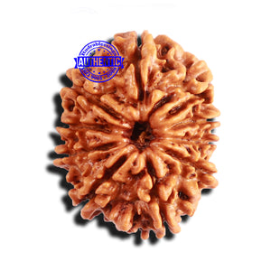 10 Mukhi Nepalese Rudraksha - Bead No 282