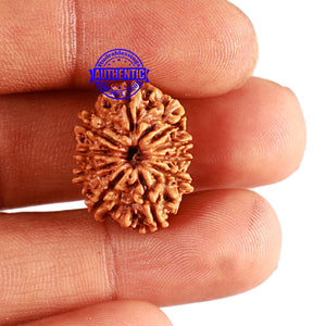 10 Mukhi Nepalese Rudraksha - Bead No 282