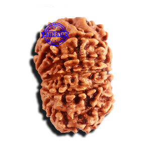 10 Mukhi Nepalese Rudraksha - Bead No 282