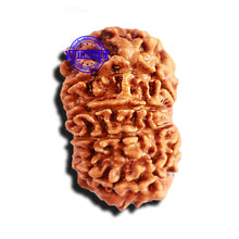 Load image into Gallery viewer, 10 Mukhi Nepalese Rudraksha - Bead No 282
