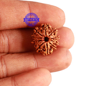 10 Mukhi Nepalese Rudraksha - Bead No 283