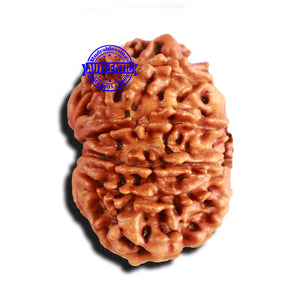 10 Mukhi Nepalese Rudraksha - Bead No 283