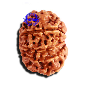 10 Mukhi Nepalese Rudraksha - Bead No 283