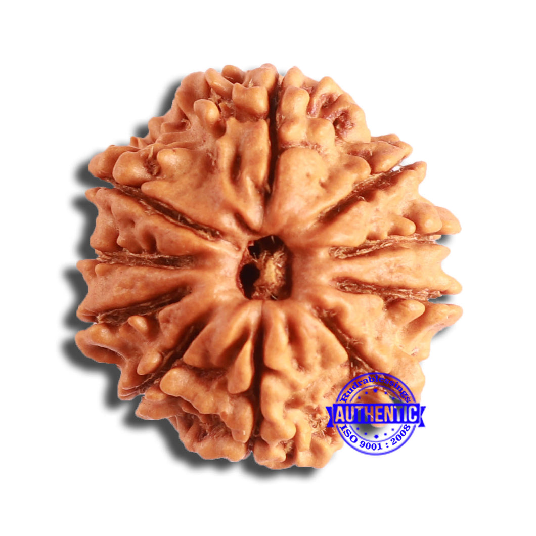 10 Mukhi Nepalese Rudraksha - Bead No. 361