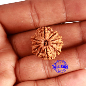 10 Mukhi Nepalese Rudraksha - Bead No. 361