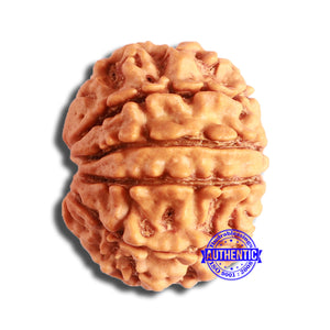 10 Mukhi Nepalese Rudraksha - Bead No. 361