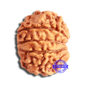 10 Mukhi Nepalese Rudraksha - Bead No. 361