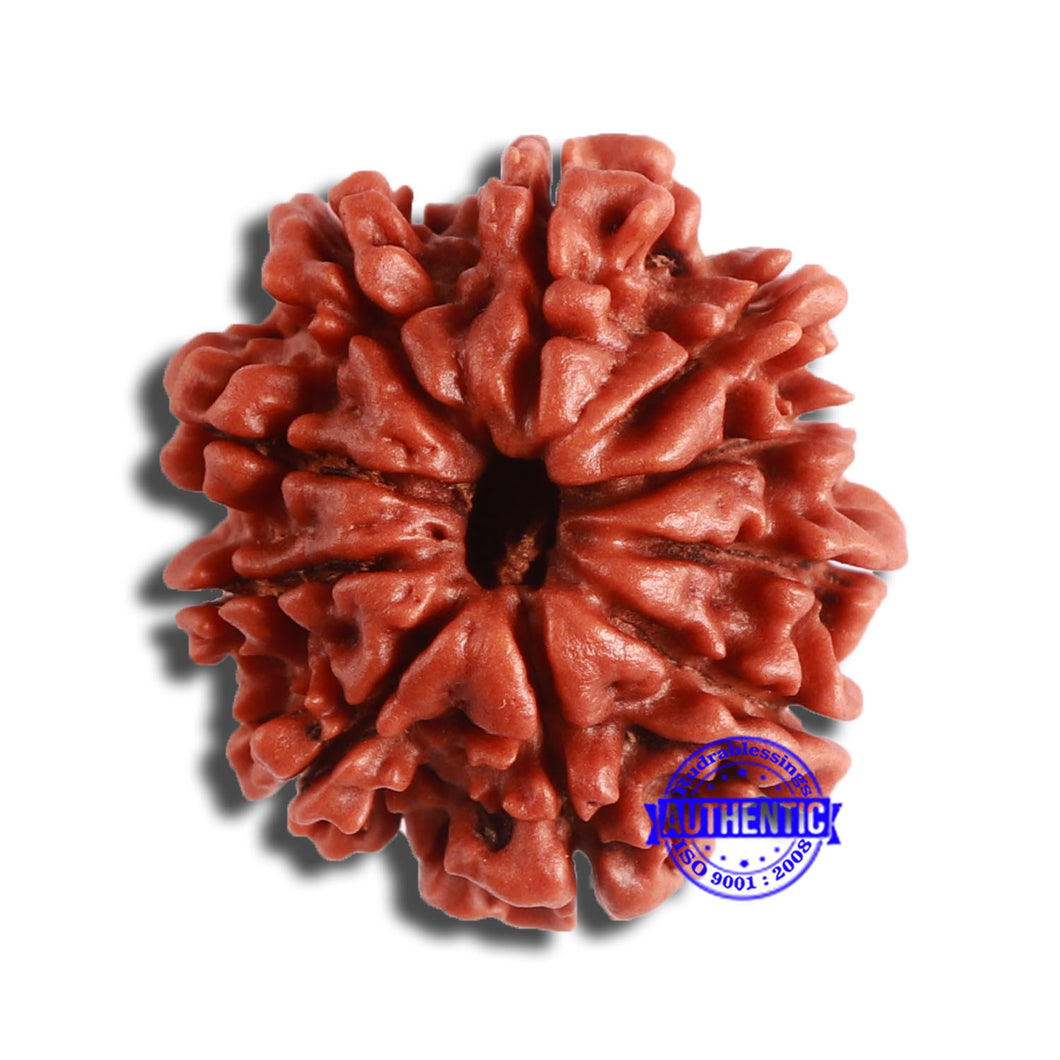 10 Mukhi Nepalese Rudraksha - Bead No. 364