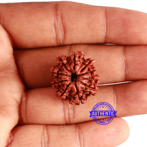 10 Mukhi Nepalese Rudraksha - Bead No. 364