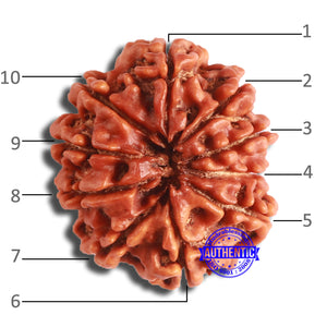 10 Mukhi Nepalese Rudraksha - Bead No 368