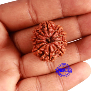 10 Mukhi Nepalese Rudraksha - Bead No 368