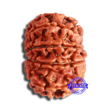 Load image into Gallery viewer, 10 Mukhi Nepalese Rudraksha - Bead No 368
