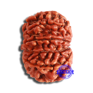 10 Mukhi Nepalese Rudraksha - Bead No 368