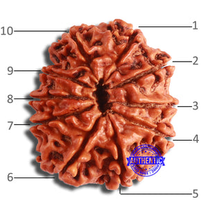 10 Mukhi Nepalese Rudraksha - Bead No. 371