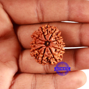 10 Mukhi Nepalese Rudraksha - Bead No. 371