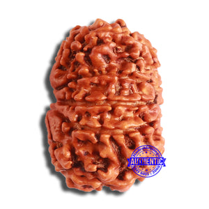 10 Mukhi Nepalese Rudraksha - Bead No. 371